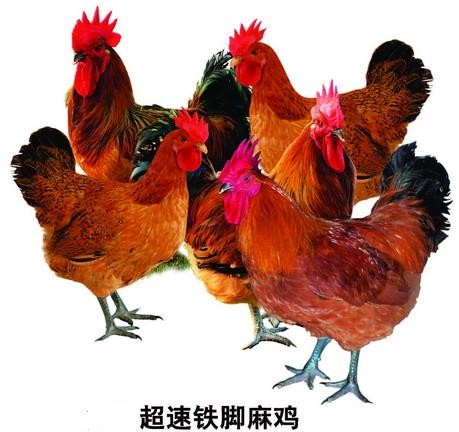 ̬鼦