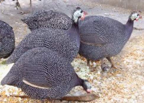 ʡ鼦